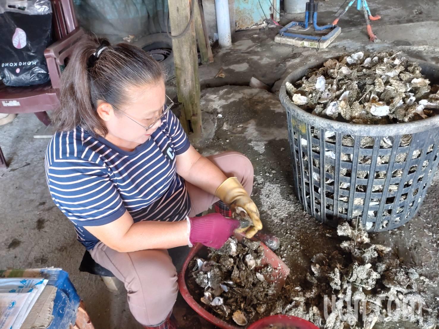 台南市牡蛎爆壳死亡严重，水试所采检后找出原因，也提出防范策略。记者郑惠仁／摄影