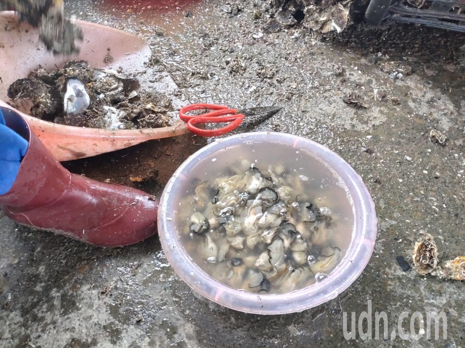 台南市牡蛎进入盛产期，此时牡蛎肥滋滋，是大啖好时机。记者郑惠仁／摄影
