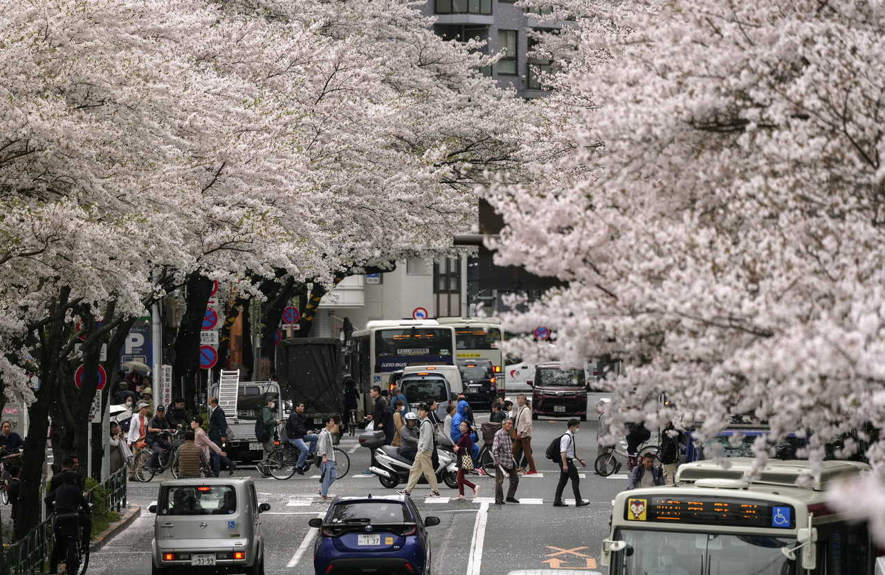 有日本网友在X平台（前身为推特）控诉外国游客的脱序行径，直呼「我不喜欢日圆疲软的一点，就是它会增加愚蠢吵闹的底层观光客数量」。图为人们在东京盛开的樱花下漫步。欧新社