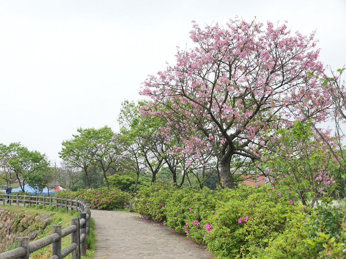 三芝区公所要打造三生步道成为赏樱花胜地，因此在今年花季尾声也特别向淡水天元宫的樱花达人来取经。