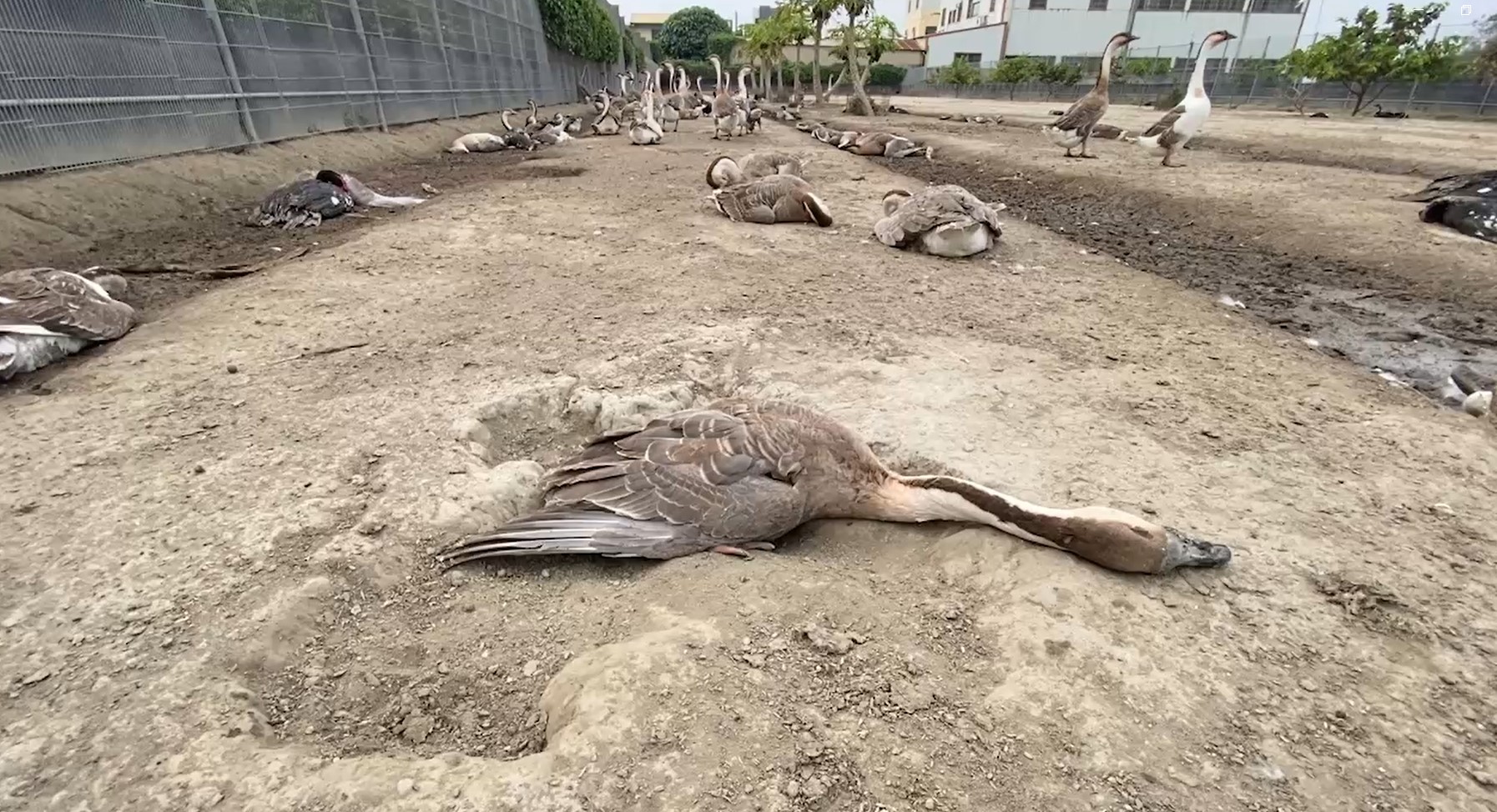 彰化县北斗镇一家未登记牧场昨、今发生家禽大量暴毙，死亡率约1/3。图／民众提供