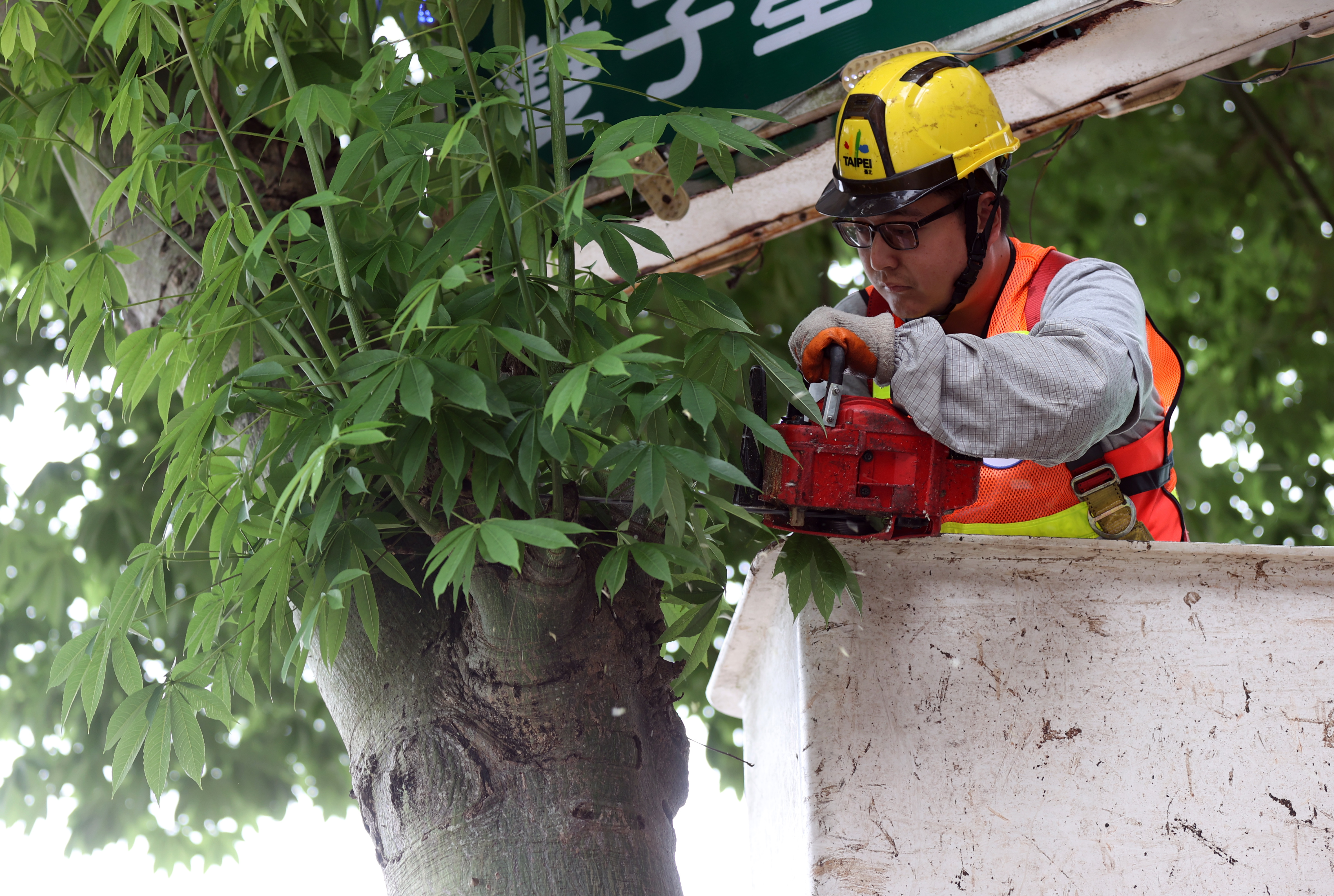 台北市发生多起路树倒塌、压伤人车意外，北市公园处今年5月起在中山北路一段试办光达监测，为期200天，盼能减少树倒意外。图／联合报系资料照