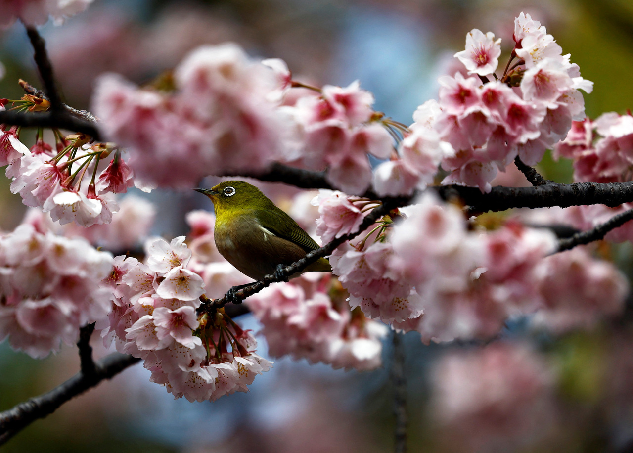 图为东京上野公园的樱花。（路透）