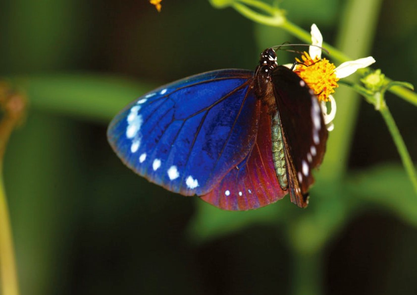 紫斑蝶学者詹家龙调查发现垦丁国家公园内有5处栖地热点，优势紫斑蝶种为小紫斑蝶，占了八成，主要食草是盘龙草。记者潘欣中／翻摄