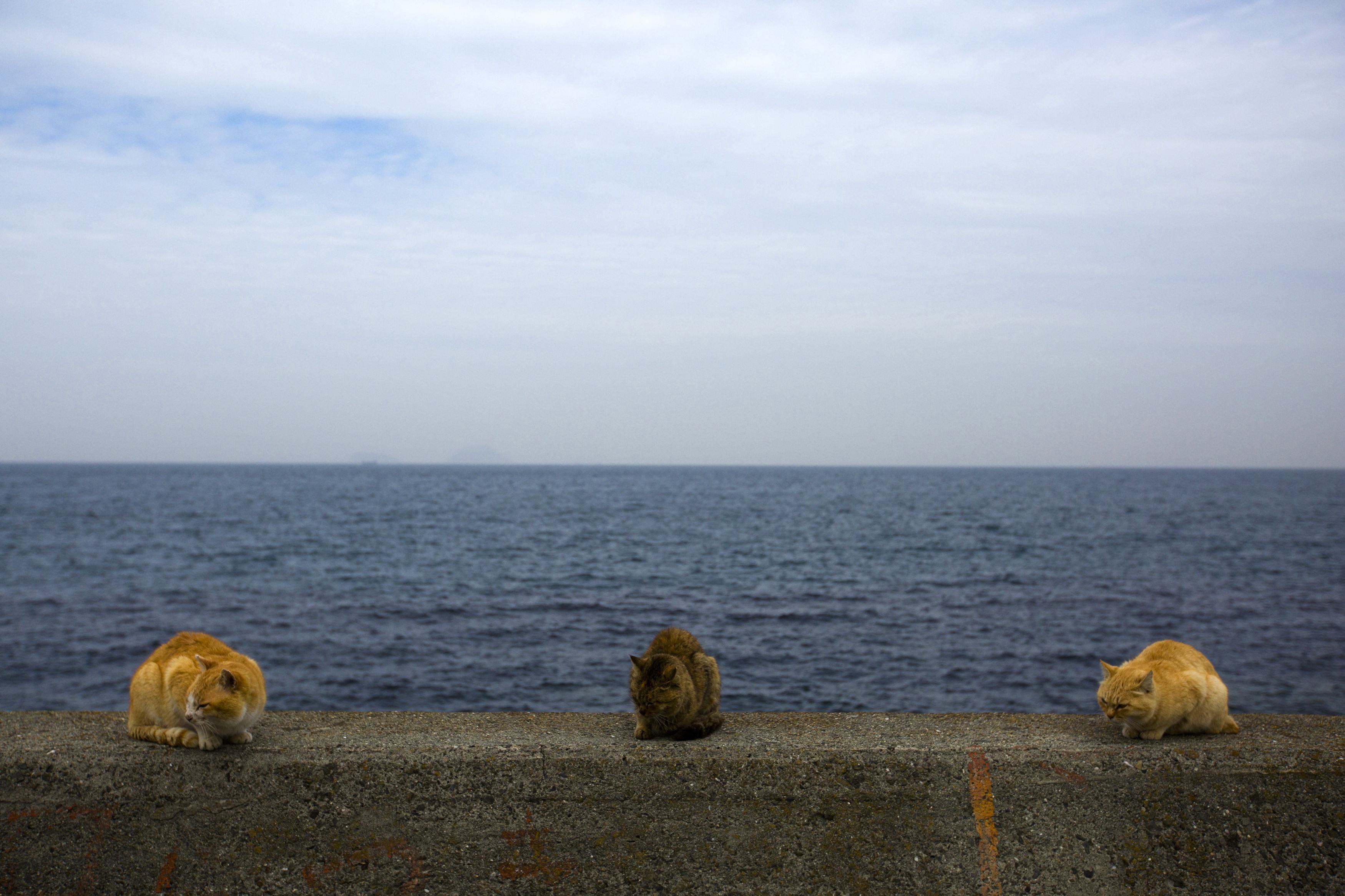 日本爱媛县青岛海岸资料照，示意图。路透
