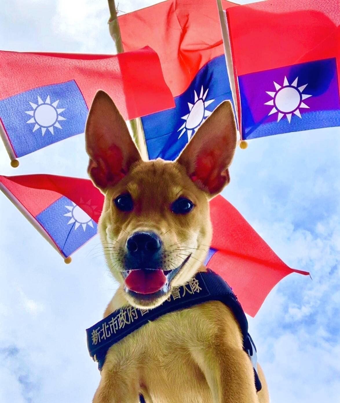 新北市警犬队首度运用台湾高砂犬Jaguar担任警犬，发现牠不畏缩、不怕生、不怕声响，表现稳定
