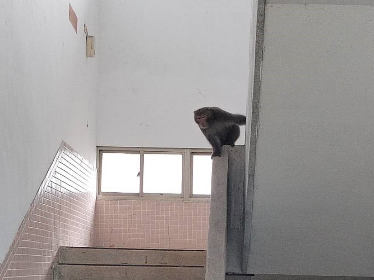 淡水区屯山国小一只猕猴误闯了校园，后来这只猕猴也自行从校园后方风雨操场旁的树丛离开，同时学校也意外的为学生上了一堂动保教育课程。