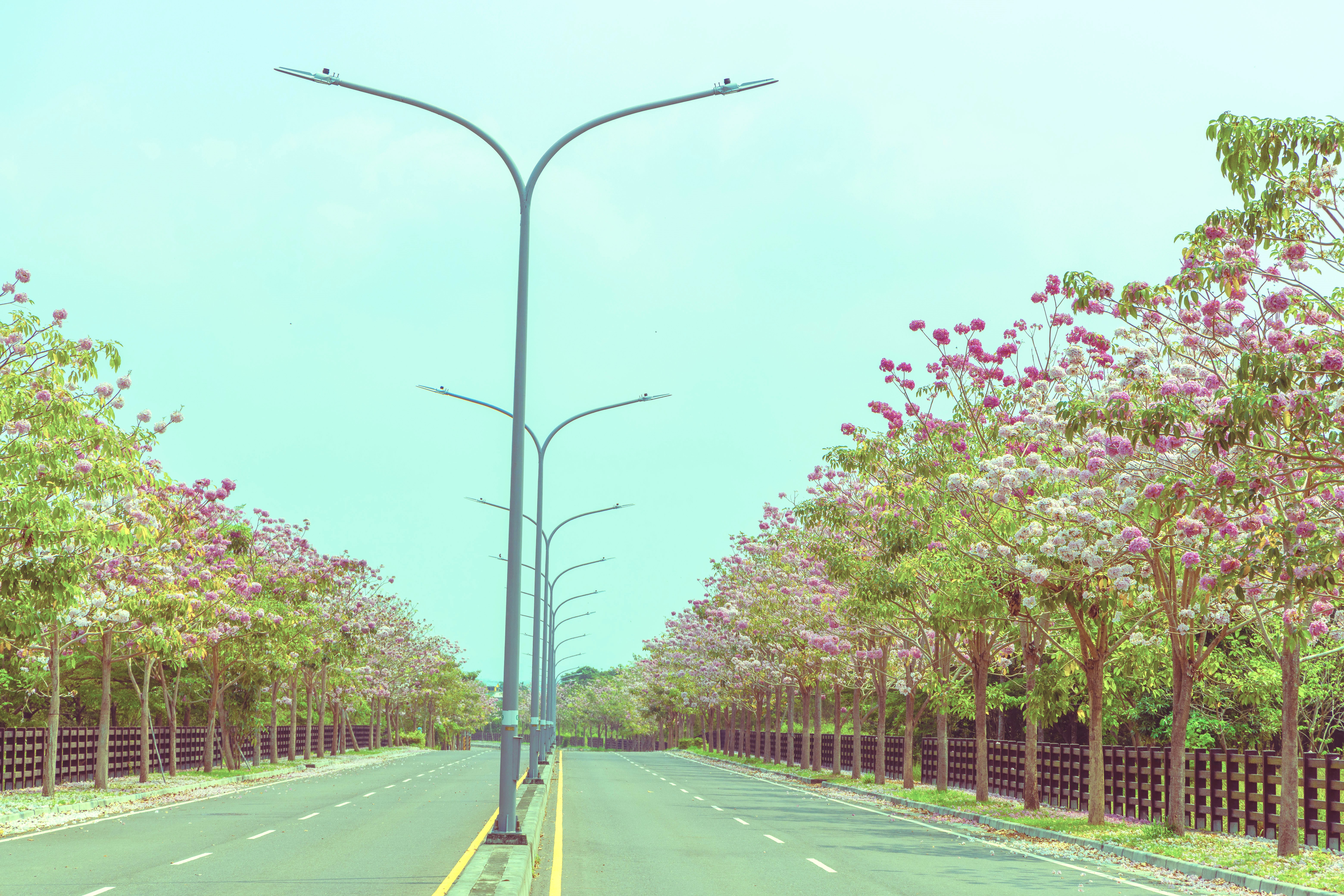 台南沙仑科学城整条联外道路因花季，顿时成为梦幻粉红隧道。图／经发局提供