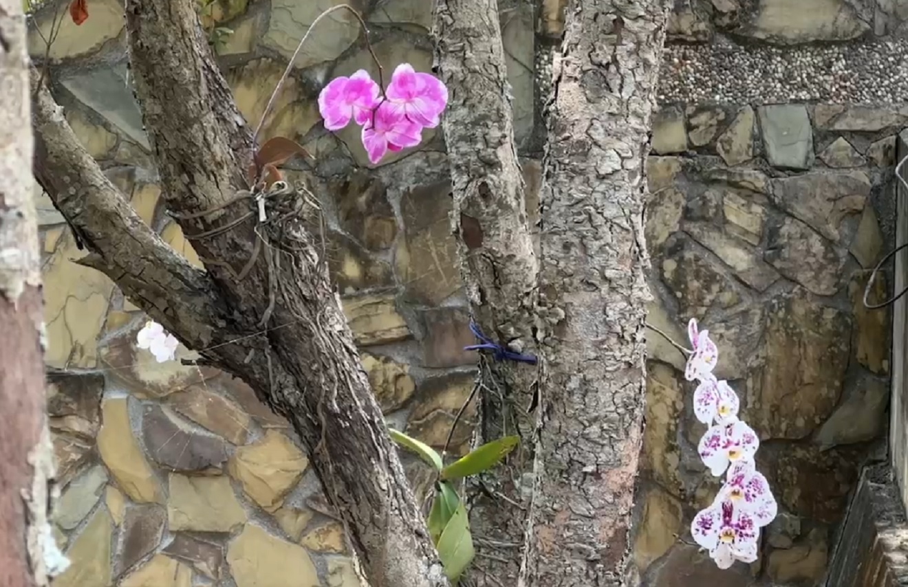 大武山生态教育馆将过年期间应景的一般兰花活化再应用，给予栽植重新复生，让保育馆环境美化。记者尤聪光／摄影