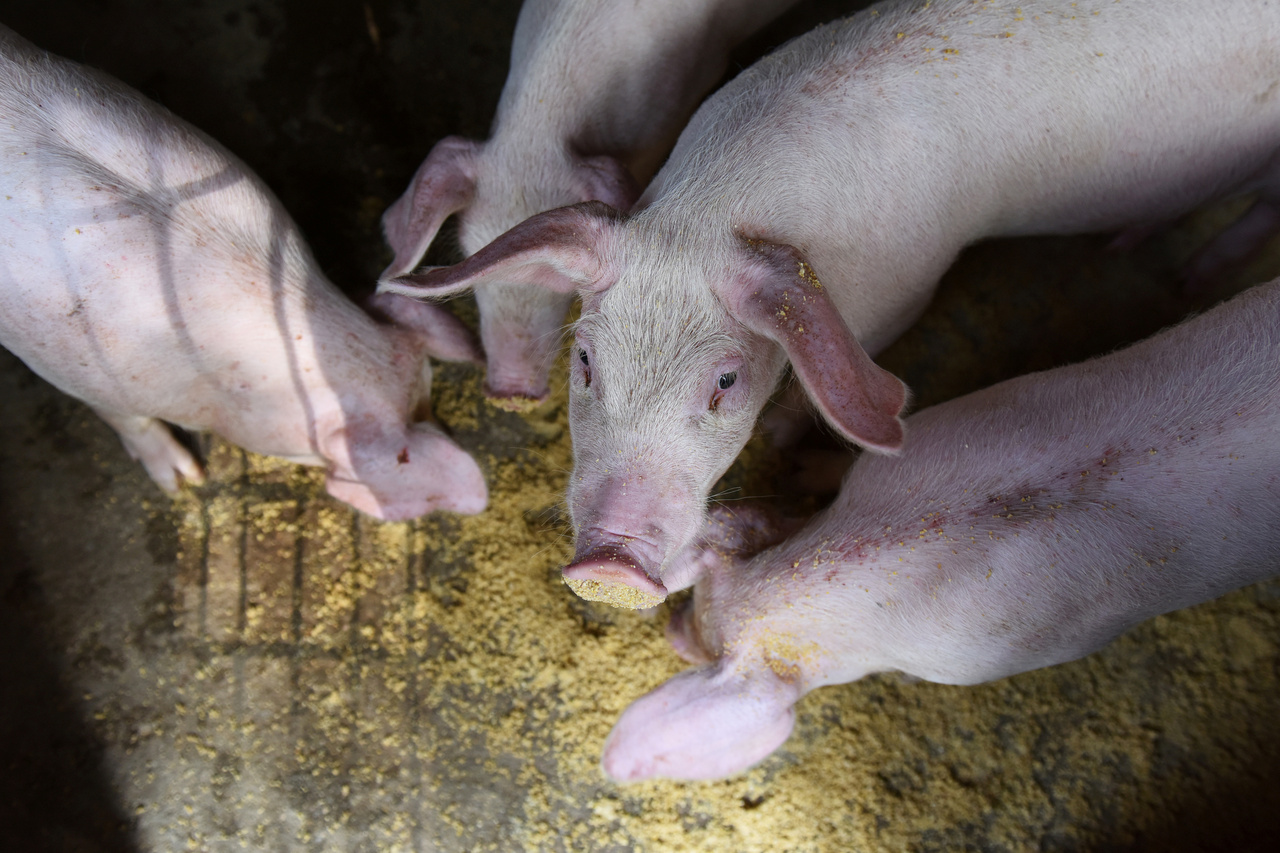 此前在中国，如果供应过剩导致猪肉价格持续下跌，养猪农户可能停止养猪。 路透