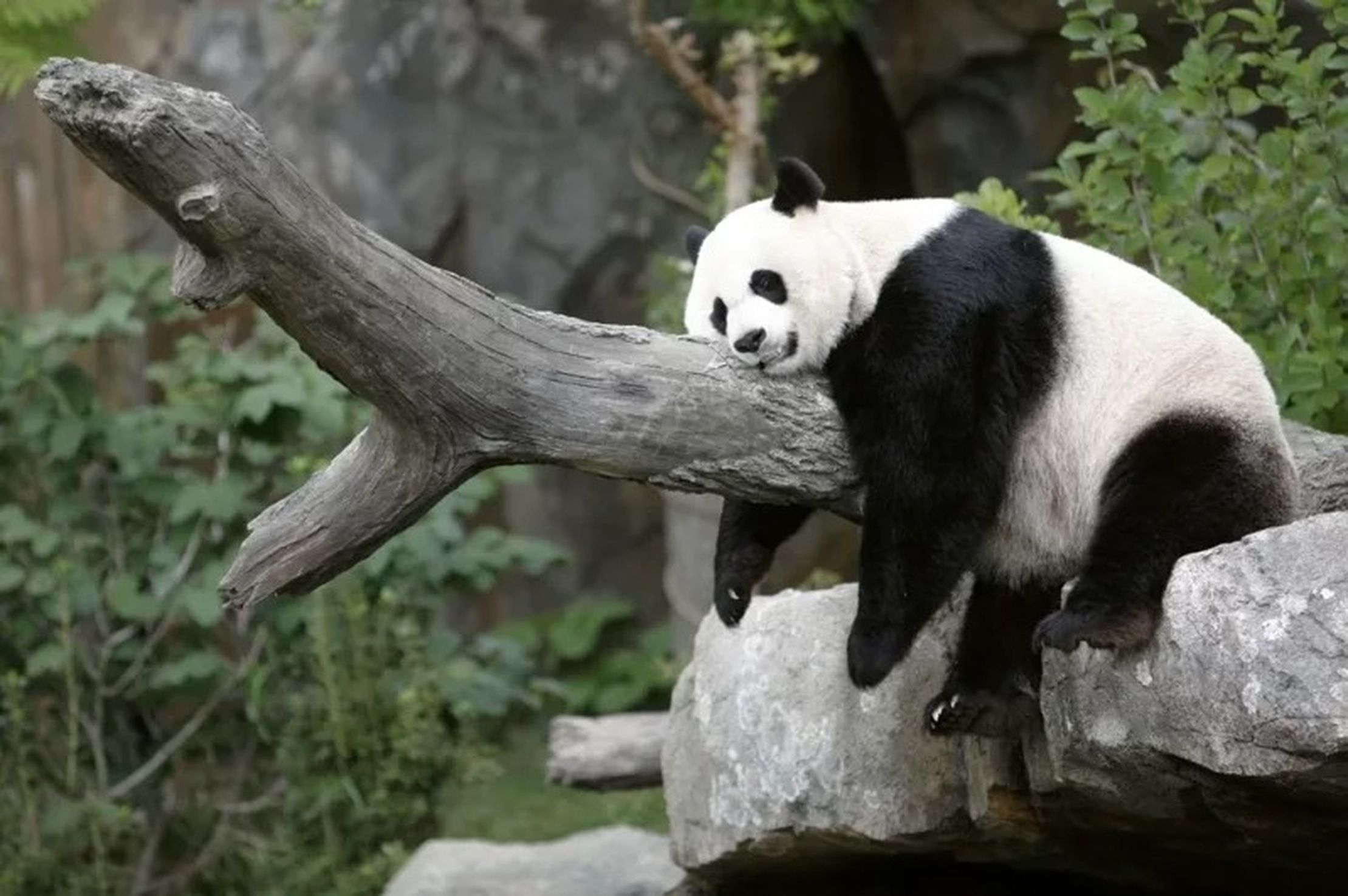 中国野生动物保育协会与美国旧金山动物园19日在北京签署了「大熊猫国际保护合作意向书」，双方同意确保在2025年实现一对大熊猫抵达旧金山。图为原本在华盛顿动物园的「美香」。（路透）