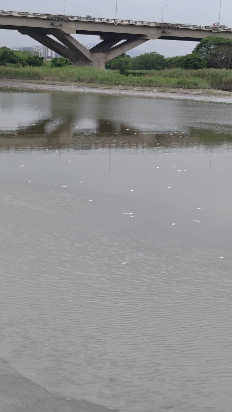 台北市中兴桥至忠孝桥段今午有民众目击淡水河面上漂流大量鱼尸，由于昨午曾降雨，怀疑非气候因素造成，而是有人排污导致大量鱼只死亡，确切情况有待相关单位厘清。图／读者提供