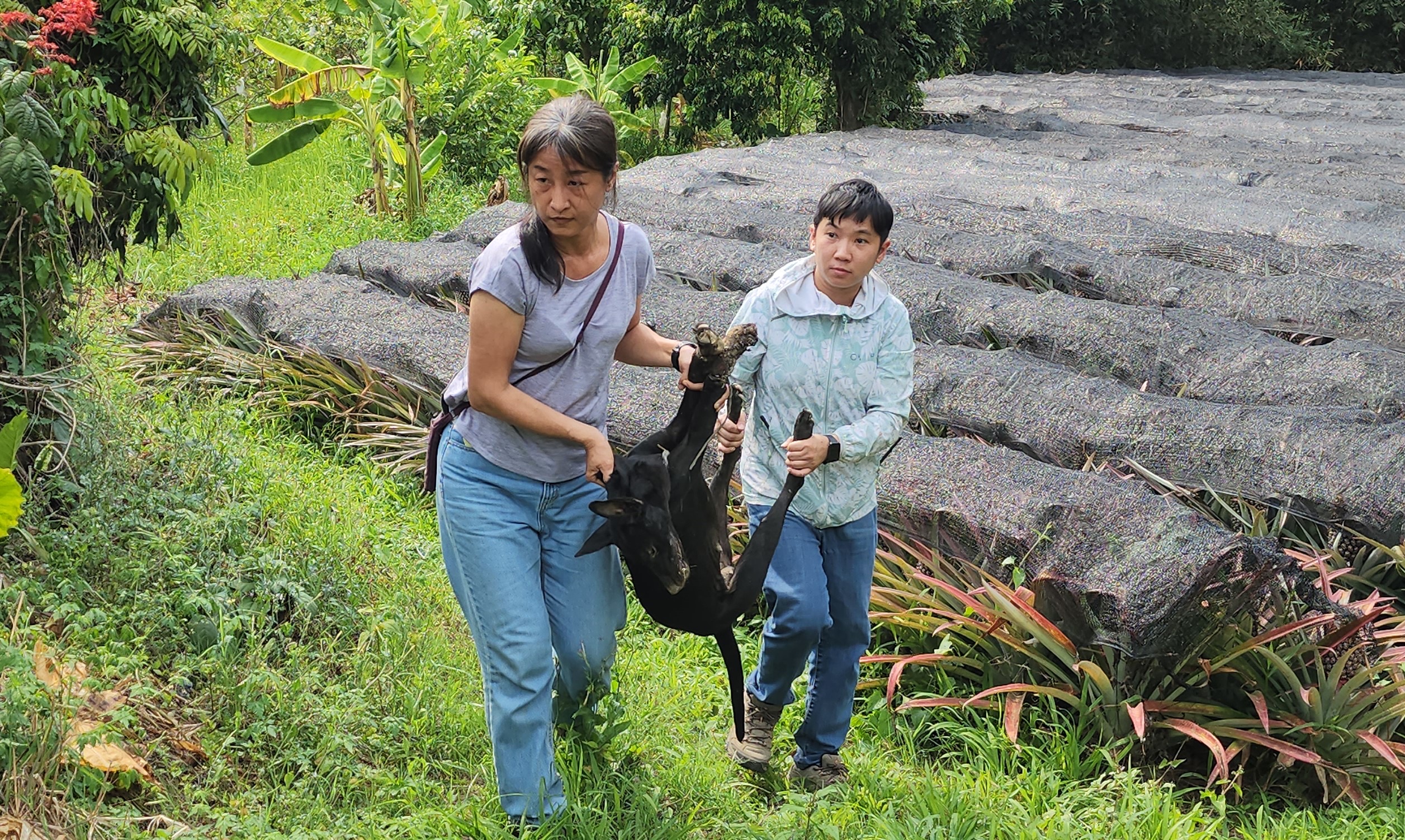 救援人员将受伤的狗妈妈救出送医治疗。图／台湾动物紧急救援小组提供