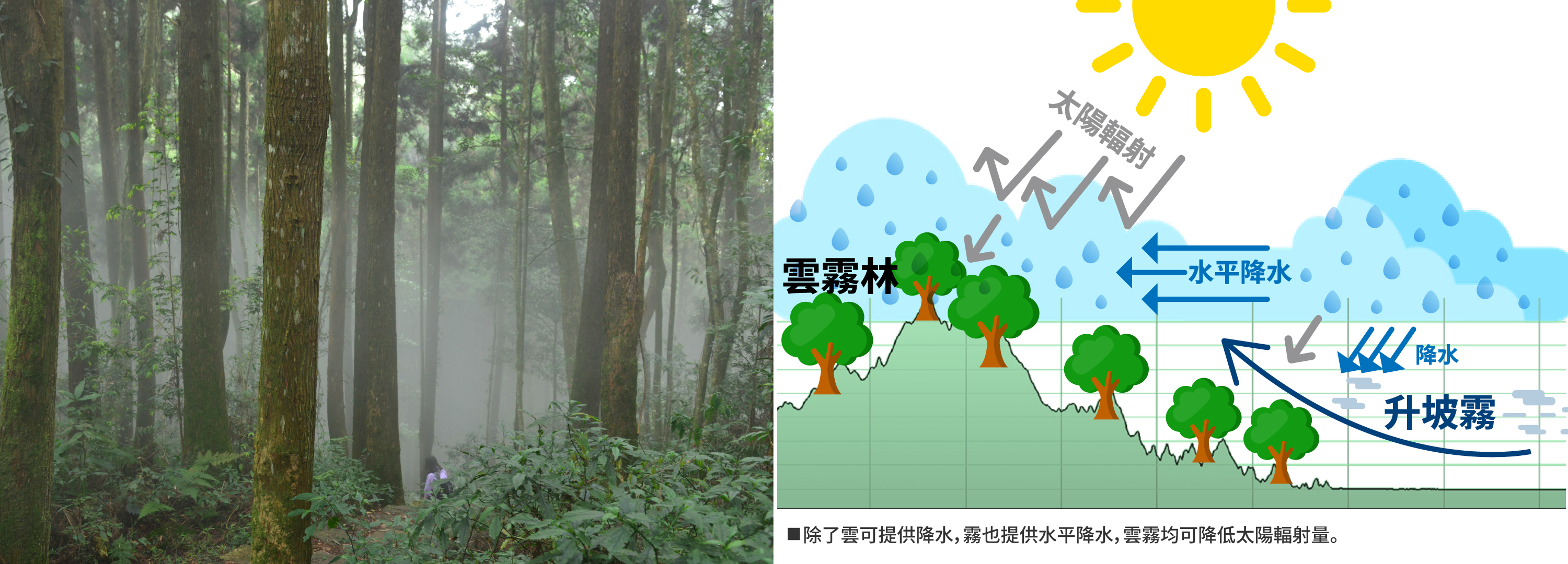 台大实验林携手英业达保护云雾林生物多样性 。英业达／提供