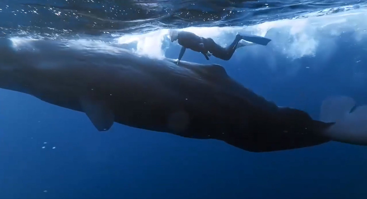 近日有民众组团赴模里西斯共和国旅游，拍下与抹香鲸共游及触摸画面。