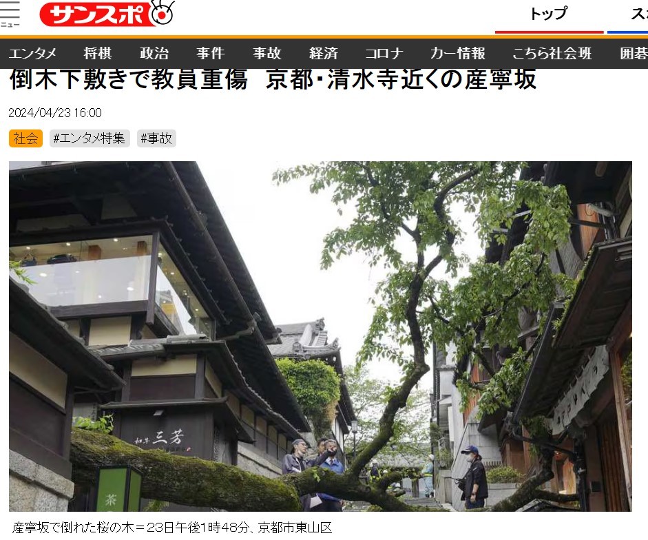 日本京都市名胜清水寺周边观光景点之一的「产宁坂」，今天发生一棵百年历史的樱花树倾倒，造成路过的62岁高中老师遭压重伤意外。图截自产经体育