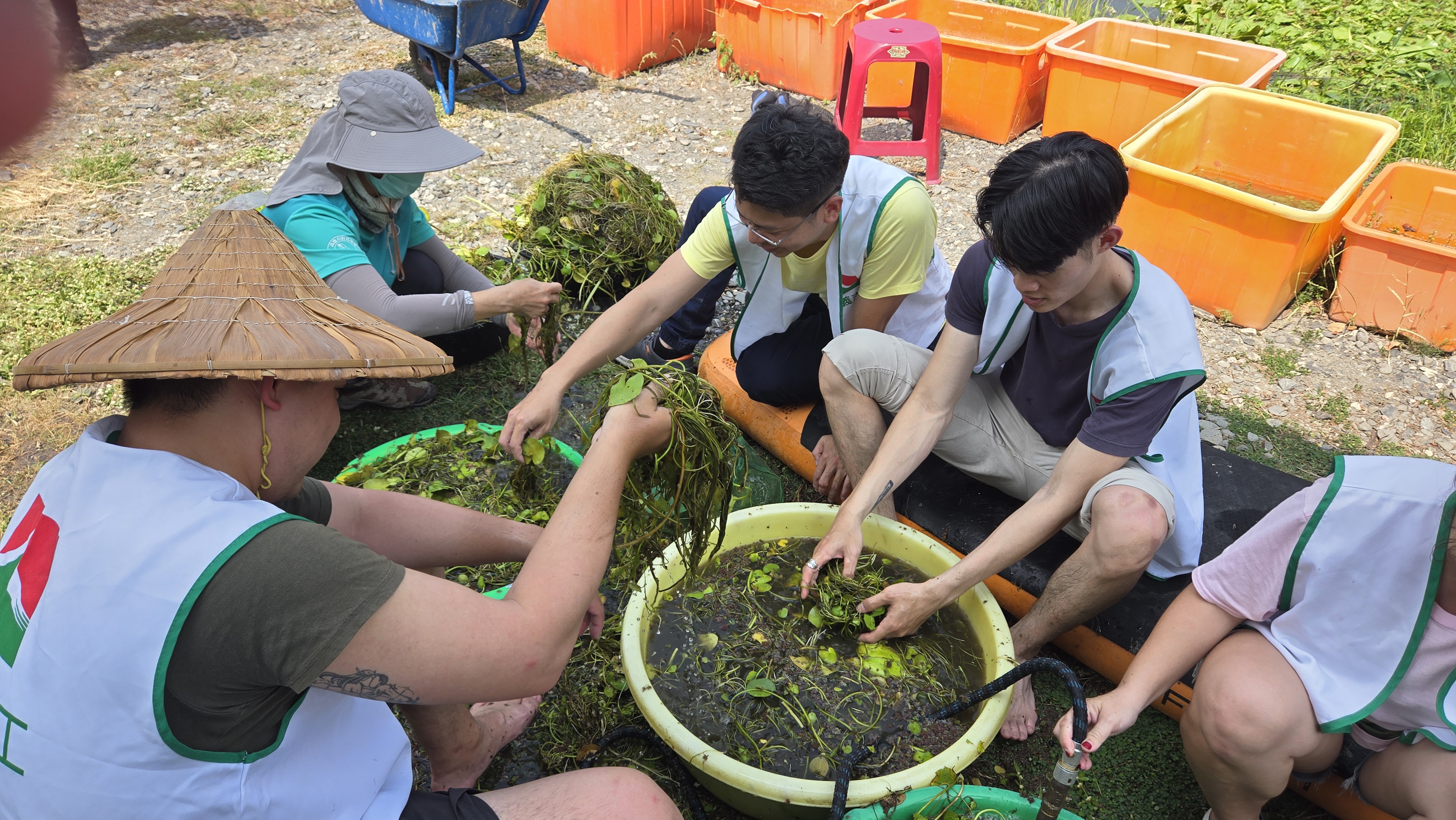信义志工帮忙清洗水草，为水雉打造生态家园。（图:信义房屋提供）