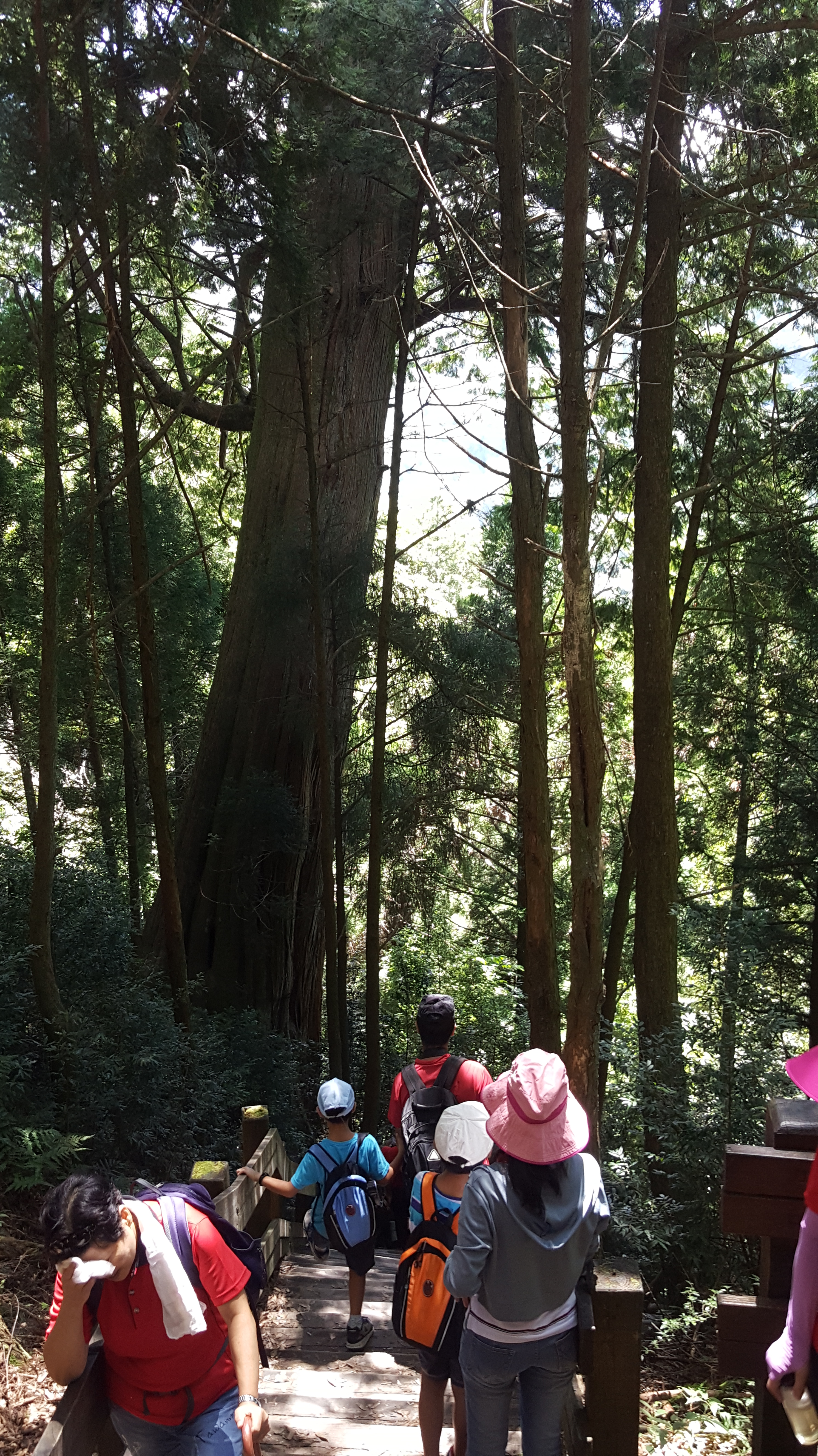 观雾森林游乐区是许多游客喜爱的登山健行路线，桧山巨木群步道全长4公里，是探访观雾森木区的重点路线，且沿途有多棵巨木，吸引游客及亲子人潮。联合报资料照片