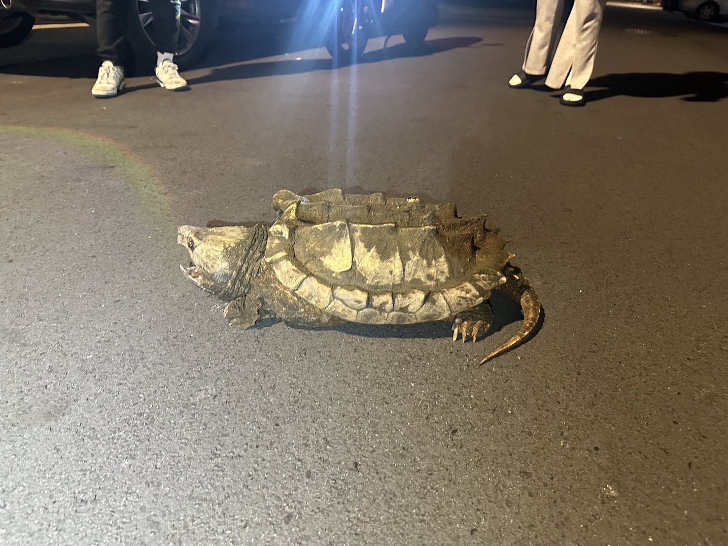 中坜街头出现40公斤大鳄龟逛大街，路人吓坏，员警用水桶木棍「逮捕」救援。图／警方提供