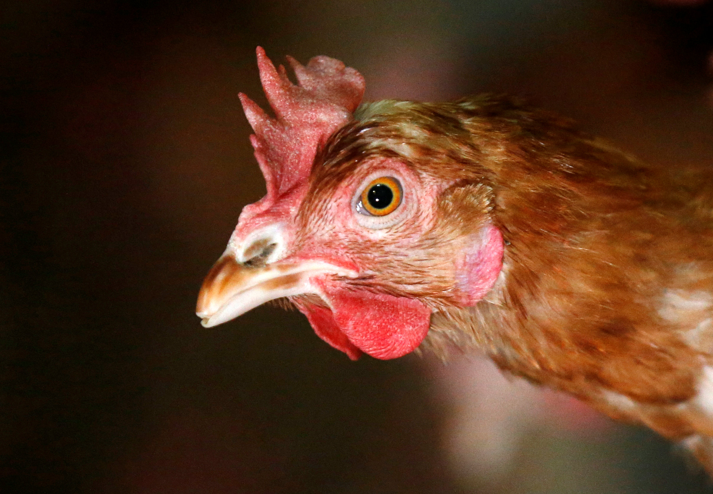 禽流感在美日等国重现，推升蛋价。路透