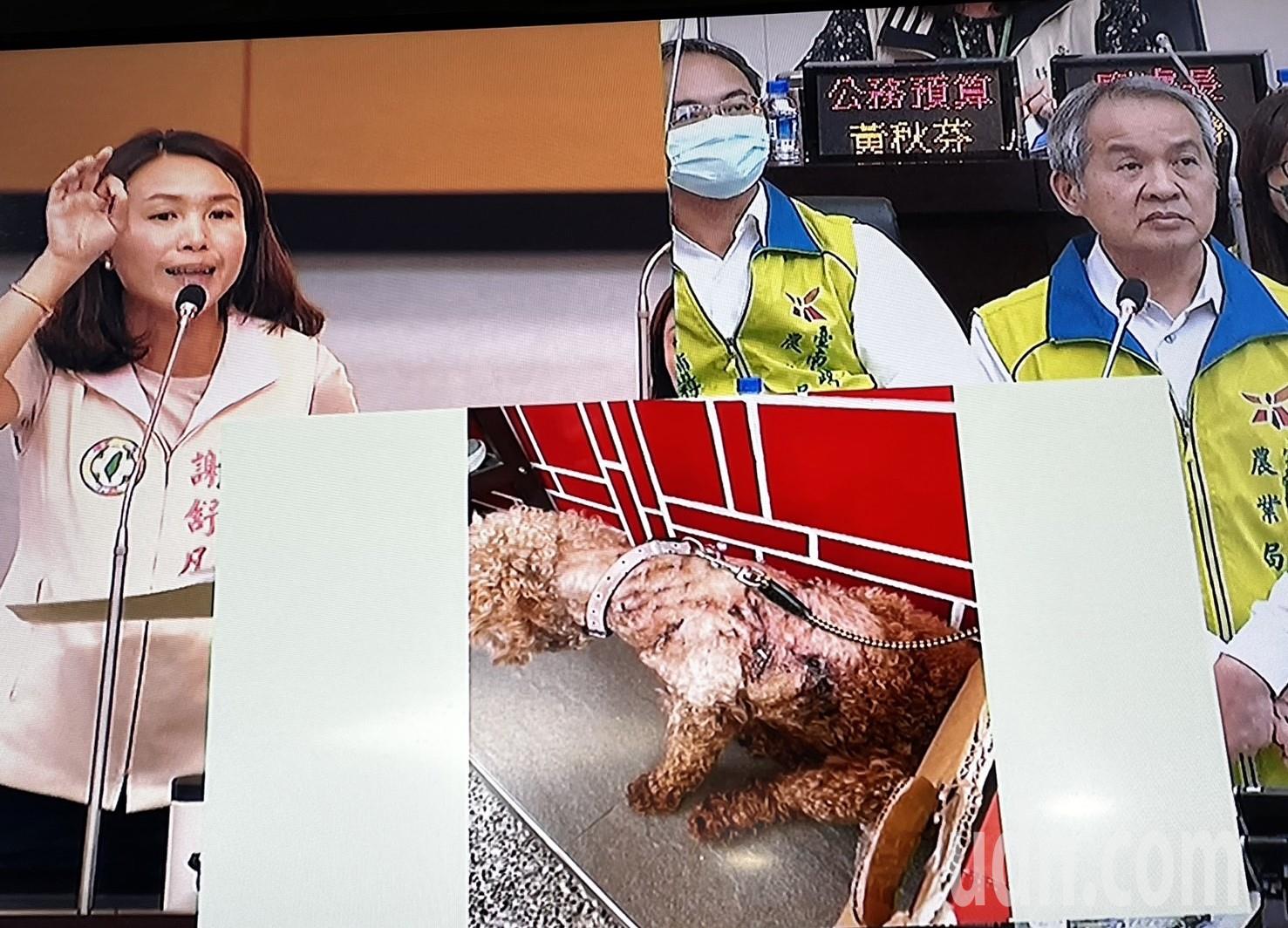 台南市议员谢舒凡（左）在议会质询农业局，指上月底在北门区有家犬遭到游荡犬围攻，伤痕痕累累缝了好多针。记者吴淑玲／摄影