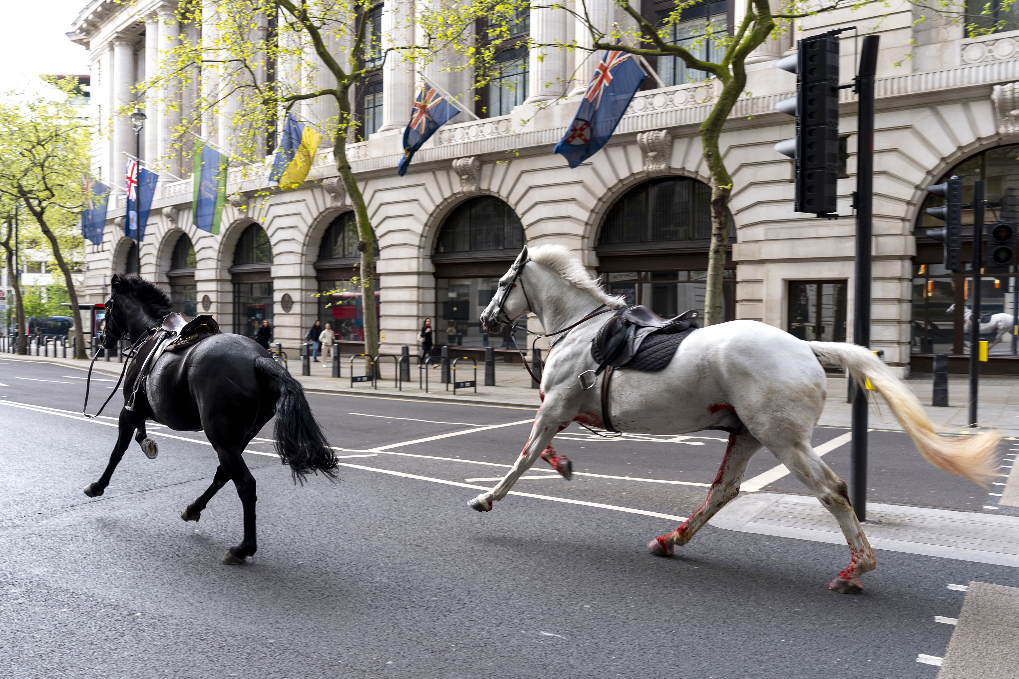 英国伦敦街头24日出现马匹乱窜，其中一匹白马身上似染血迹。美联社