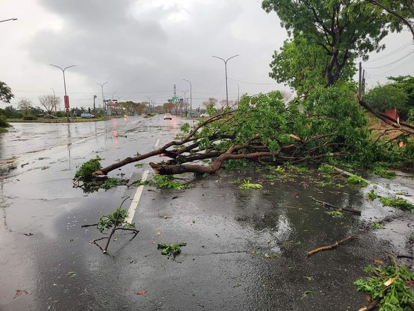 高雄清晨突然狂风暴雨，茄萣区台17线路树倒塌。图／刘宗霖提供