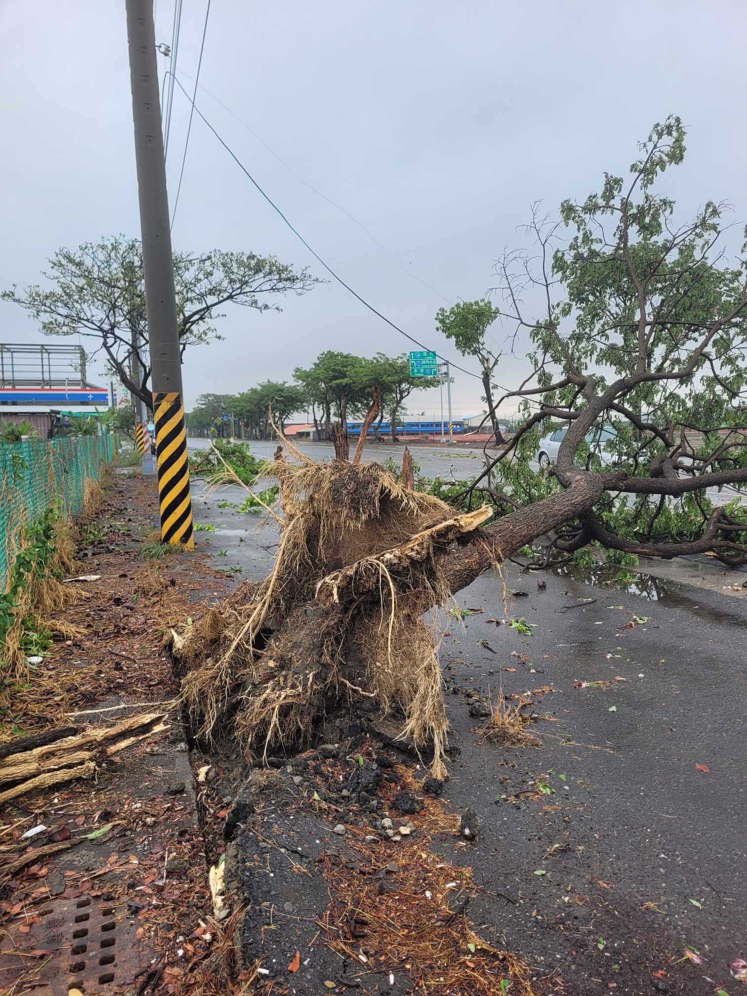 高雄茄萣区有路树因清晨风雨而倒塌，树干压在电杆的线路，造成电线垂拖。图／刘宗霖提供
