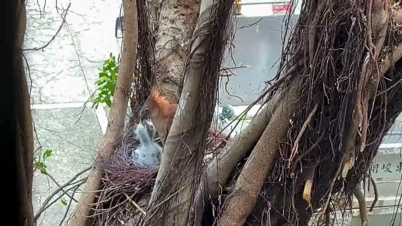 苗栗市公所大榕树上黑冠麻鹭一家人度过昨天大雨后，今天没有大碍。图／民众提供