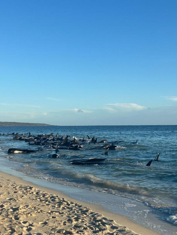 澳洲西澳省（Western Australia）西南部海滩传出大规模鲸鱼搁浅事件，有多达150头领航鲸受困沙滩，其中26头已死亡。取自X