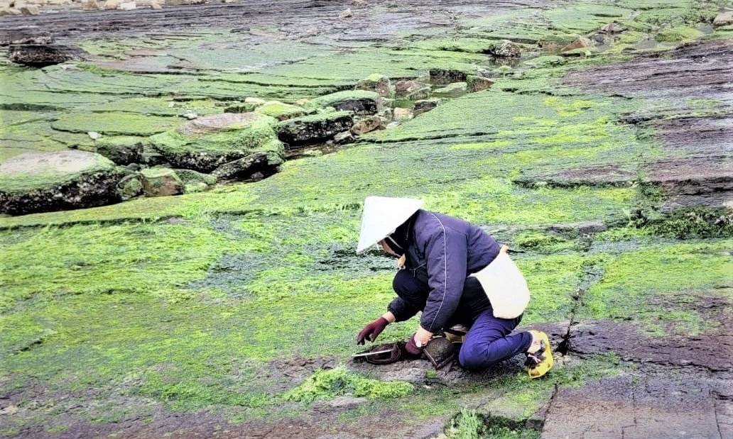 照片为渔民采集青海菜，取自新北市政府