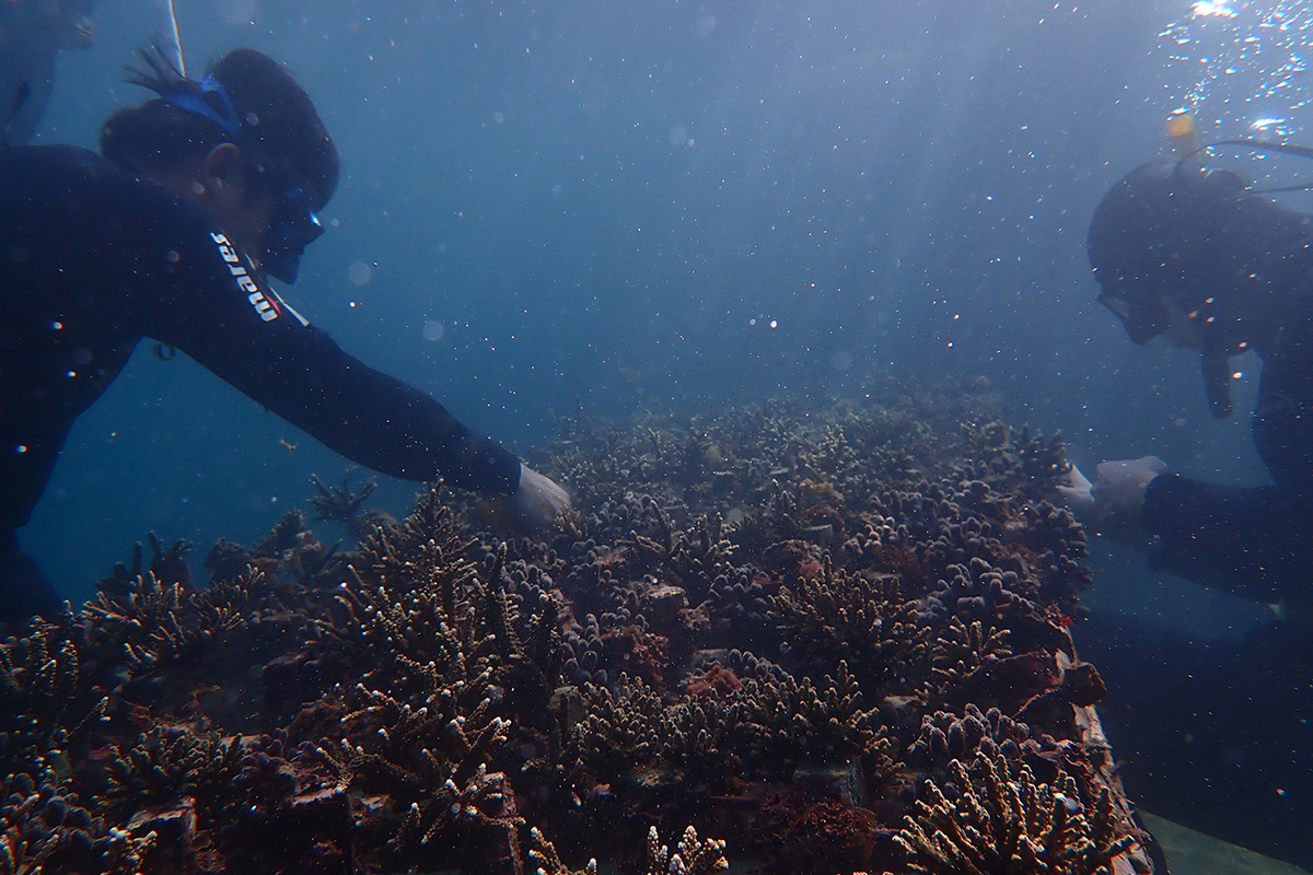 珊瑚农场水下工作台能够提高养殖珊瑚的活存率。图／台海大提供
