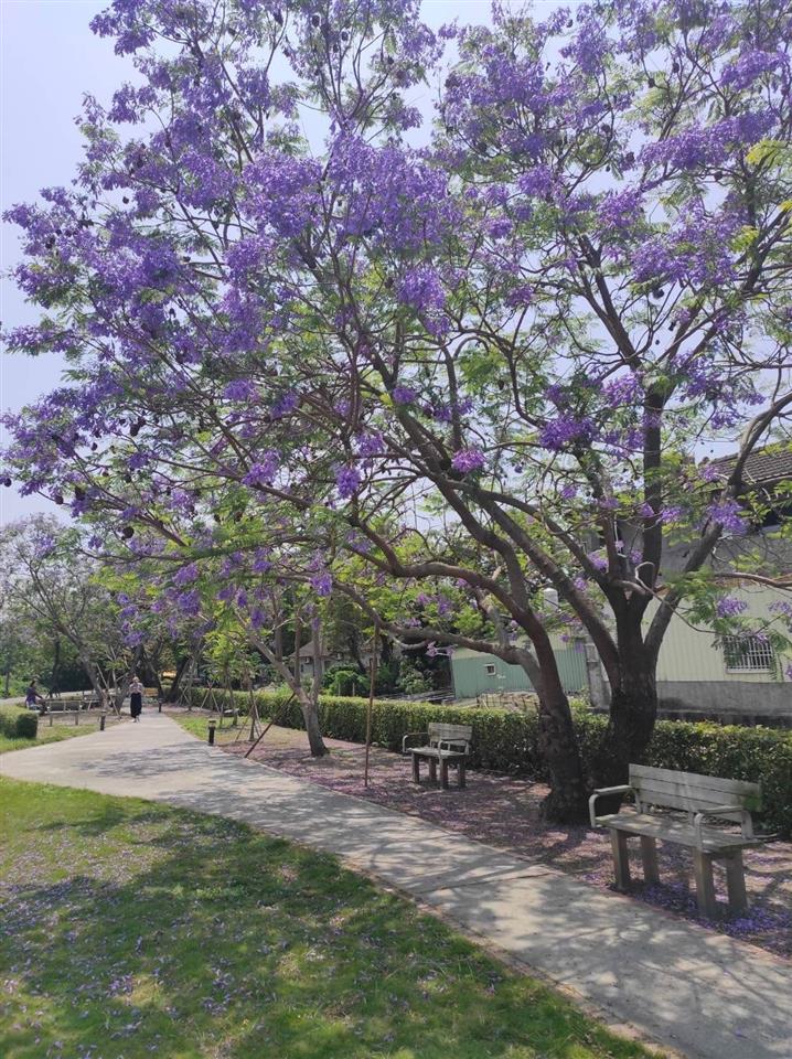 埔心蓝花楹公园的浪漫蓝紫色「蓝花楹」，仙气爆棚，格外浪漫。图／彰化县政府提供