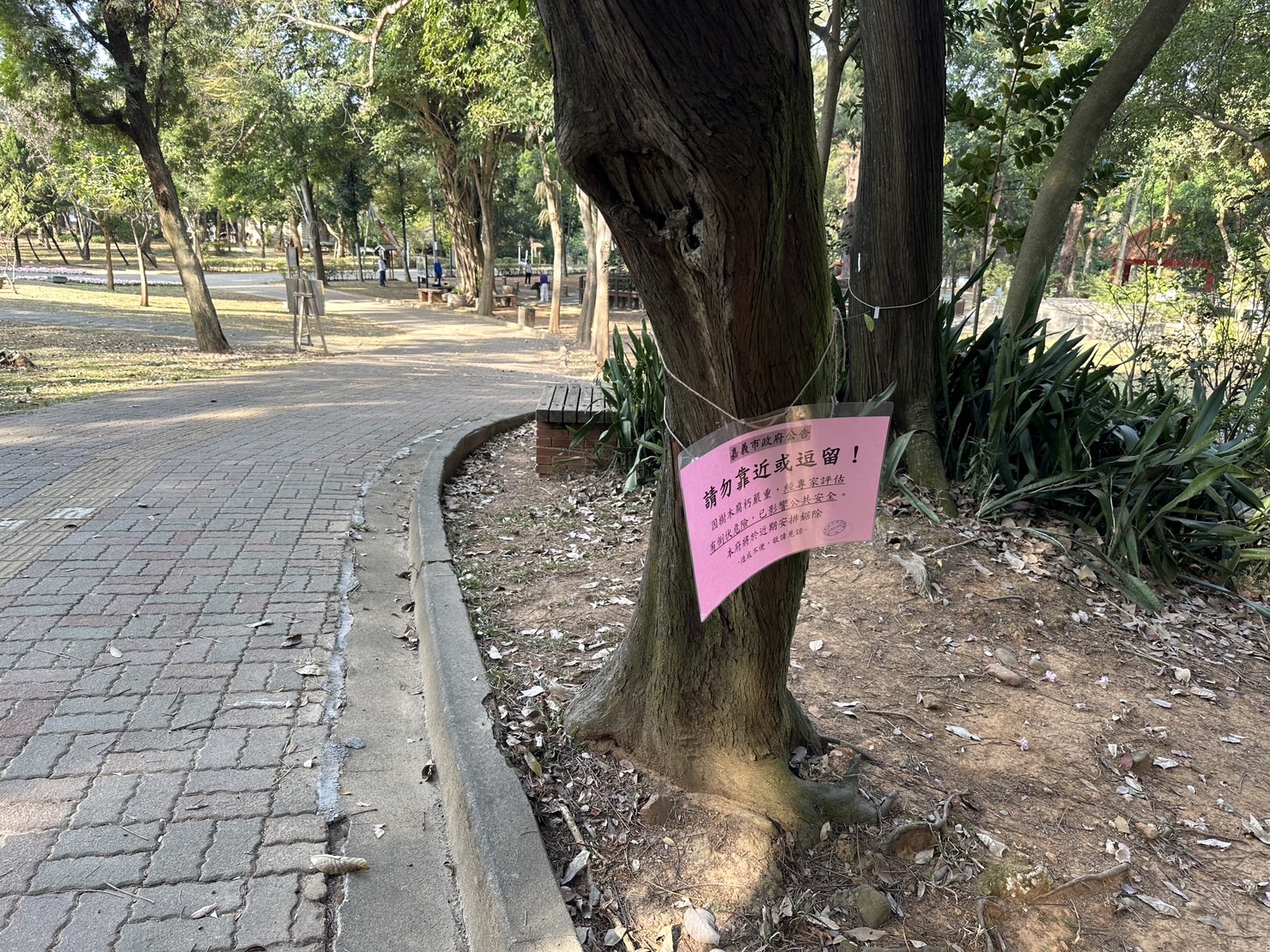 嘉义公园在树上挂告示牌公告防治褐根病。记者鲁永明／摄影