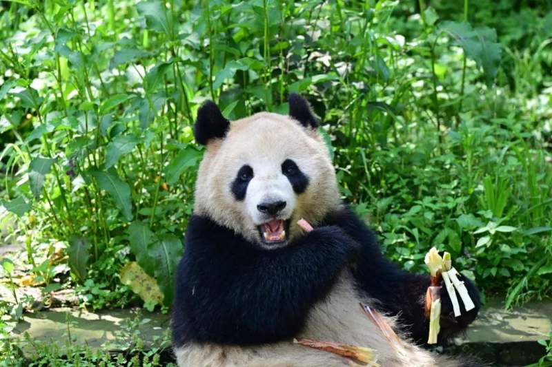 中方选定大熊猫「鑫宝」赴美国圣地牙哥动物园交流。图取自中国大熊猫保护研究中心