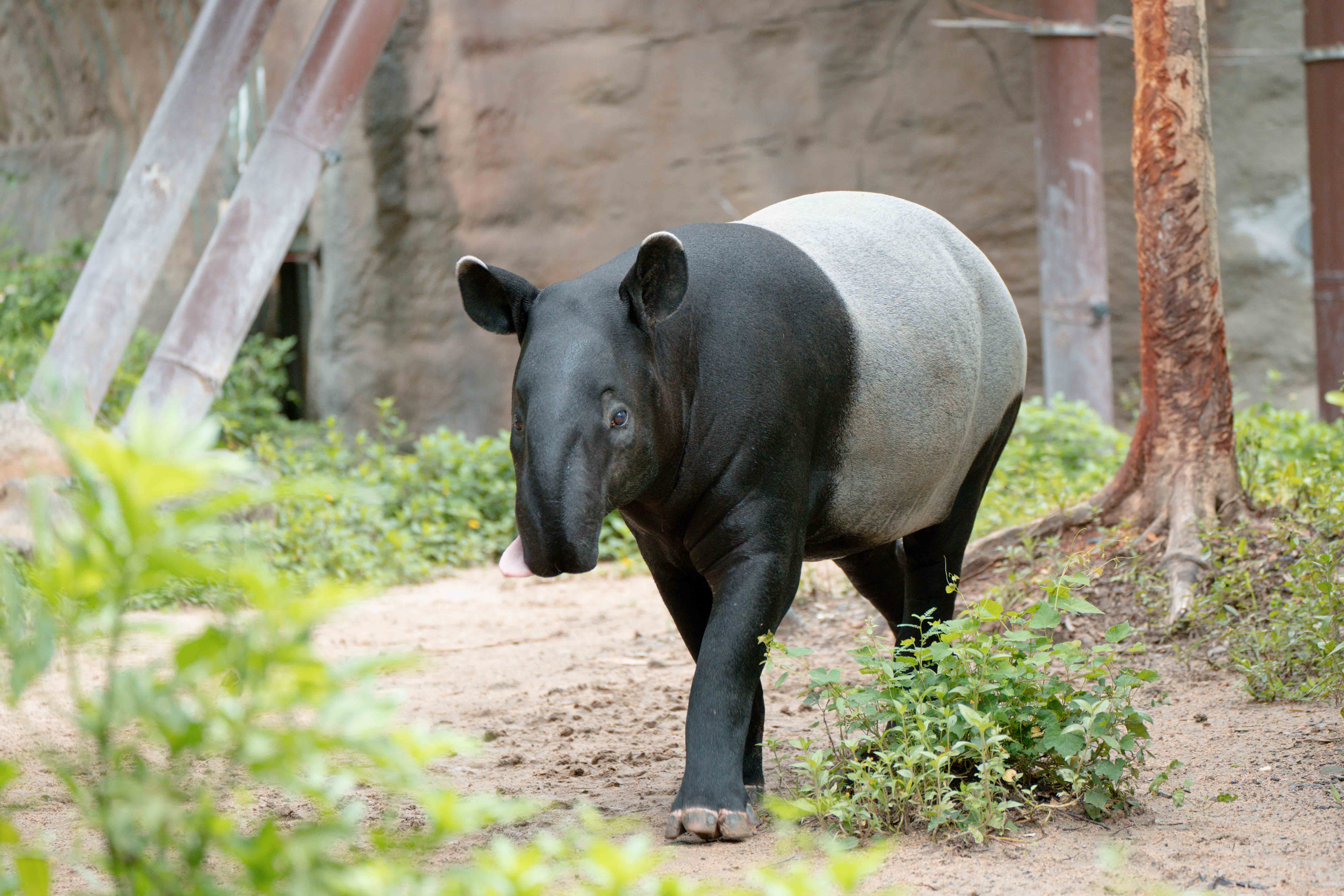 台北市立动物园第一只成功繁殖的马来貘「貘莉」。图／台北市立动物园提供