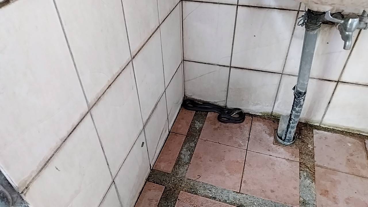 一尾约1.5公尺长的眼镜蛇昨天入侵苗栗市猫里山公园公厕，市公所人员报案捉蛇移除。图／民众提供
