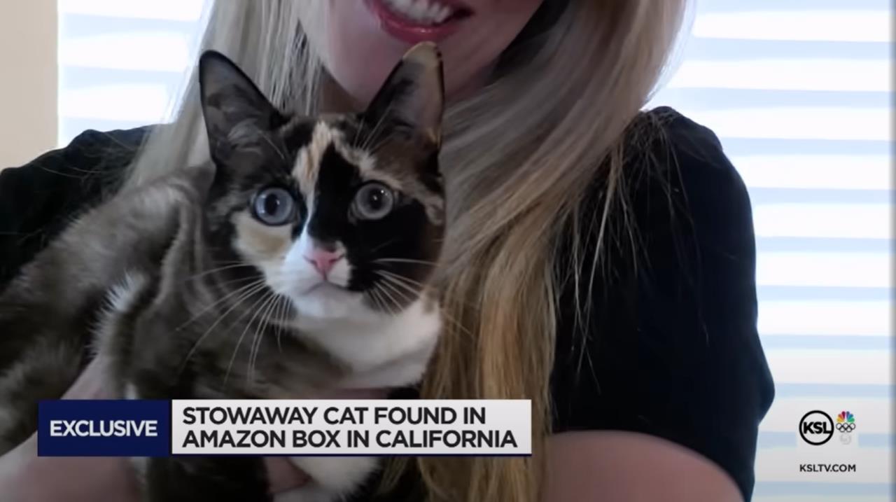 美国犹他州三花猫加利那钻进主人准备退货的亚马逊箱子从此失踪，主人发出广大协寻，疯狂找猫将近一周后，意外接到电话表示小猫竟在距离住家约将近1046公里远的加州。图／取自YouTube
