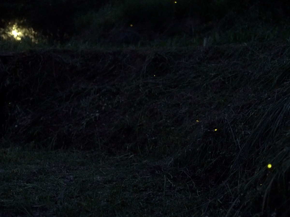 石门区的出磺口农场办理夜观赏萤活动，虽然比起去年今年萤火虫受气候影响较少，不过依旧是赏萤的好去处。