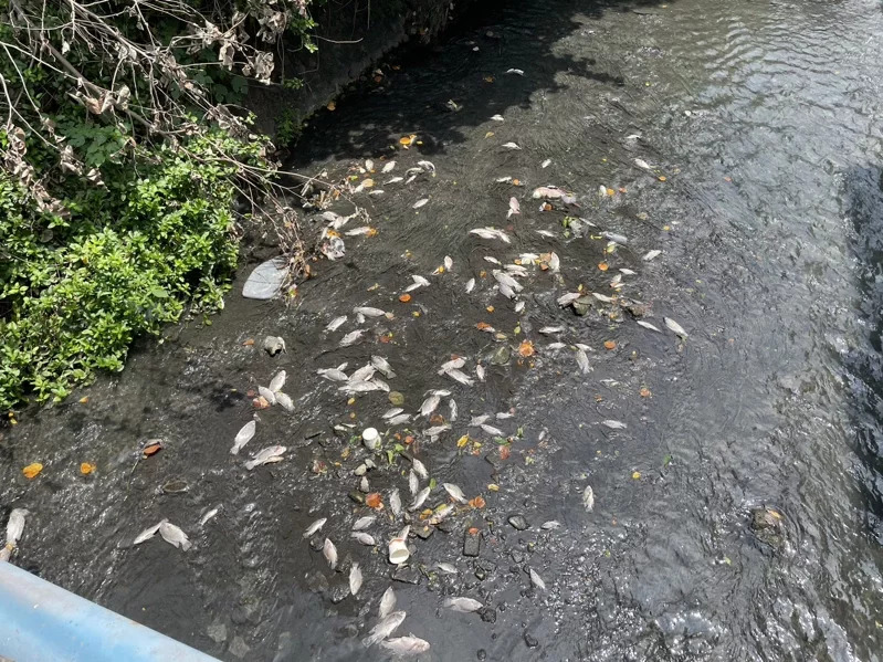 新丰乡茄苳溪发生水污染毒死大量鱼虾，鱼尸至少绵延1、2公里。图／新竹县环保局提供