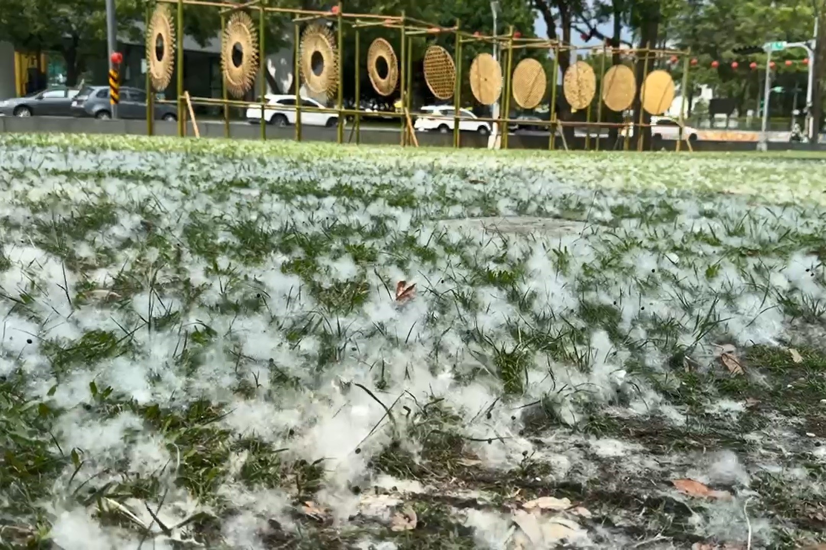 国立台湾工艺研究发展中心附近已见木棉花絮飘扬，犹如下起雪，白色棉絮逸散草皮上也别有风情。图／民众提供
