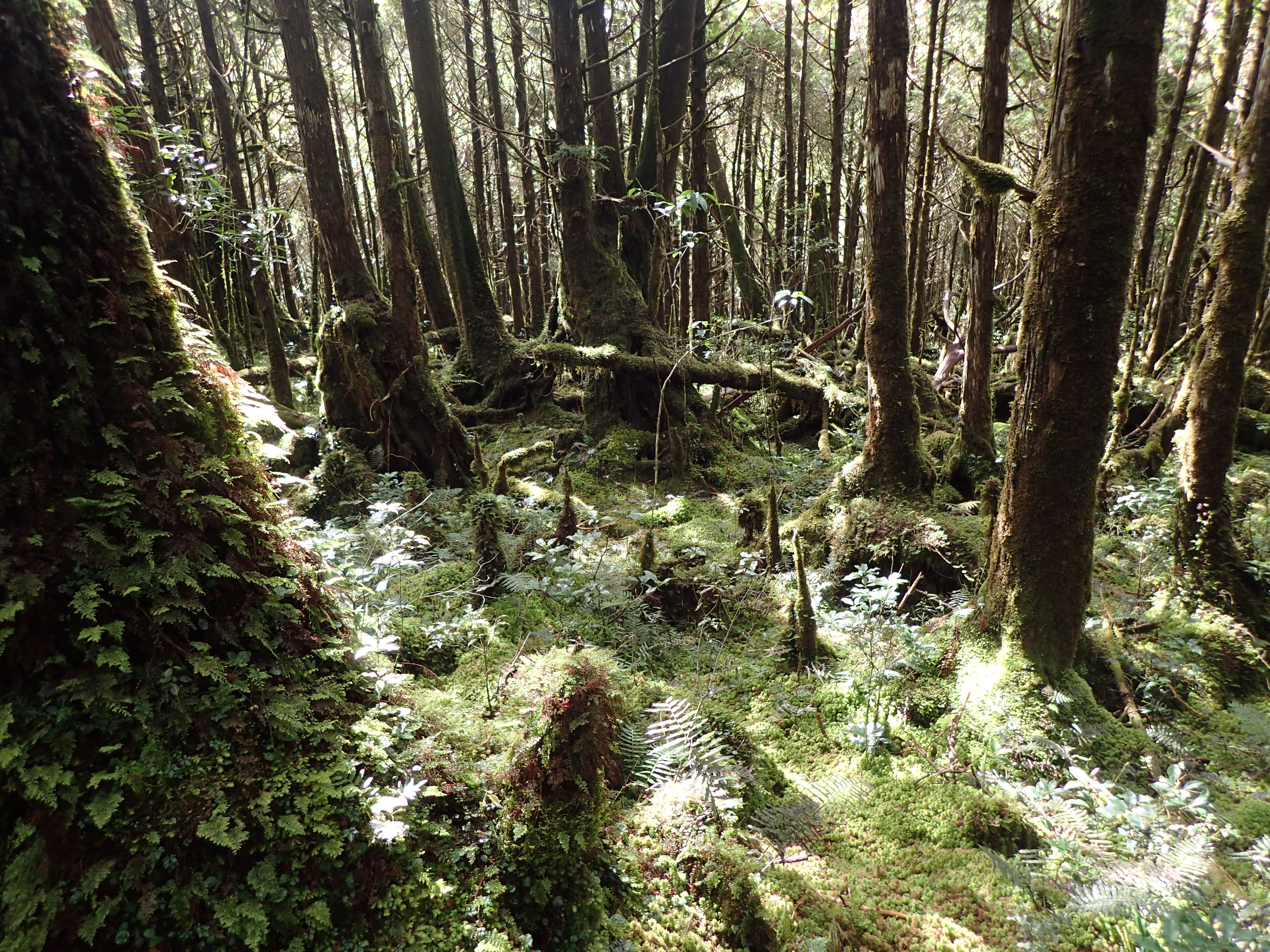 太平山国家森林游乐区翠峰湖环山步道由于天然环境，比最安静的住宅区都要宁静100倍以上，是全球首条宁静步道。图／林业署宜兰分署提供