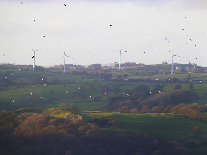 世界进行再生能源革命，风电发电机于各国林立，导致随季节迁徙的候鸟身陷危险。。（Photo by steve p2008 on Flickr under C.C. License）