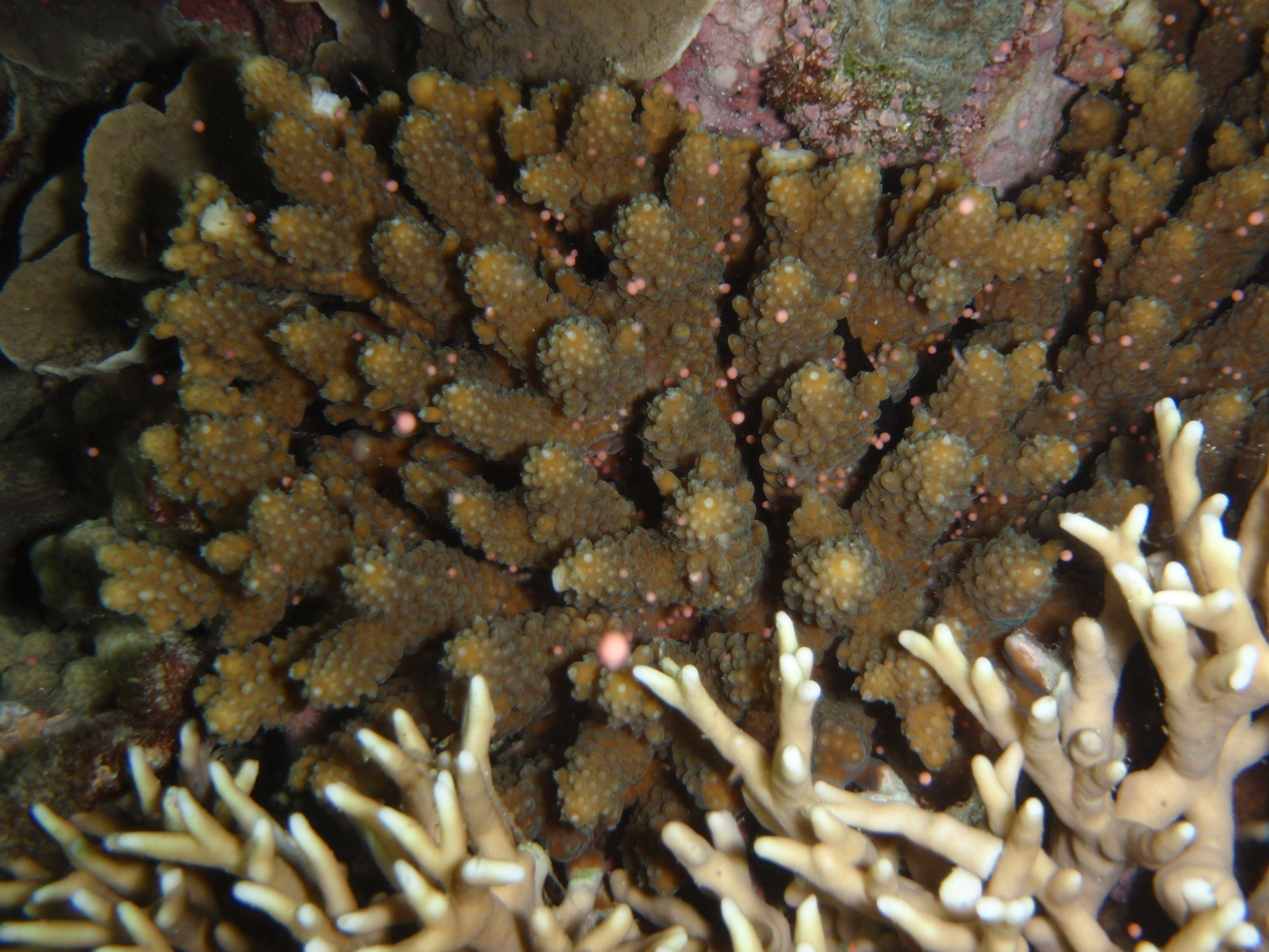 垦丁珊瑚每年在今天妈祖生前后夜晚同步释放精卵束，美如海底星空，粉红色的精卵束在海中漂浮，又如夏日雪，吸引潜客南下朝圣。图／民众提供