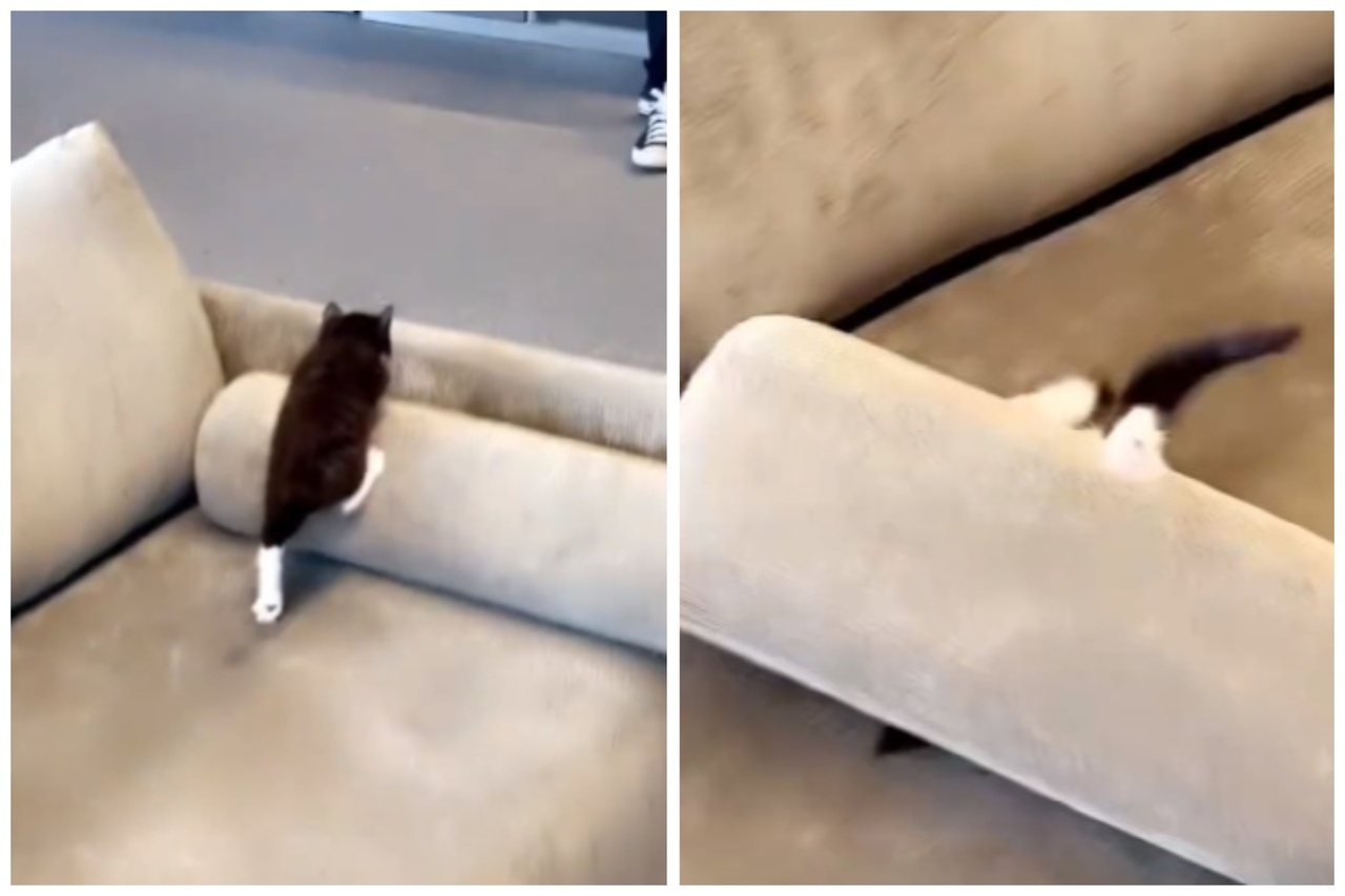 小奶喵爬沙發圓筒中陷阱「遭擀麵棍無情輾壓」起身後一臉懵：老子差點變貓餅| 動物星球| 生活| 聯合新聞網