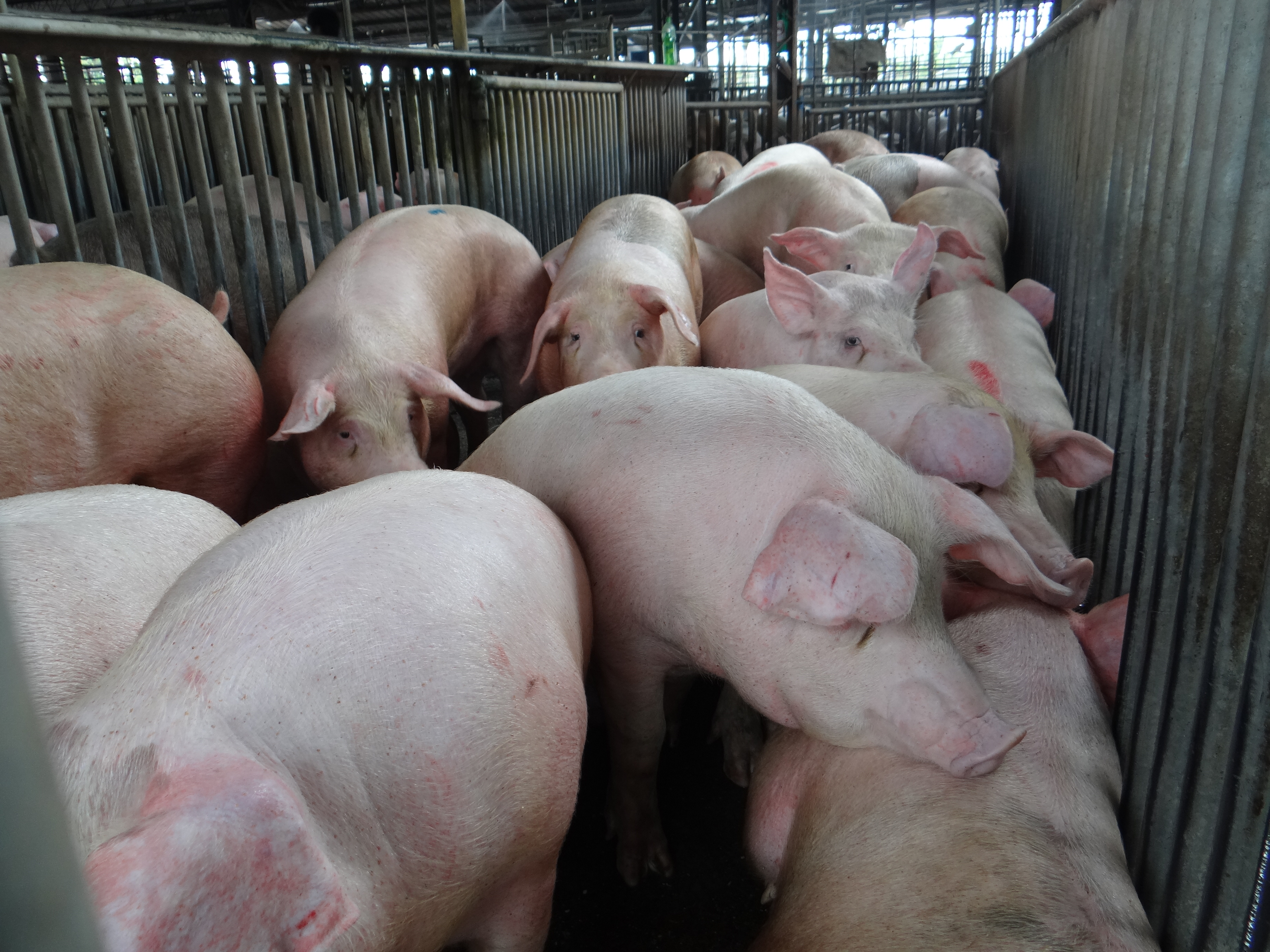 根据最新养猪头数调查报告显示，去年11月底毛猪饲养场5804场，较同年上半年调查减少89场，与2022年11月底同期相比则减少187场。农业部分析，主要受饲养成本冲击，小场陆续停养货转手经营所致。本报资料照片