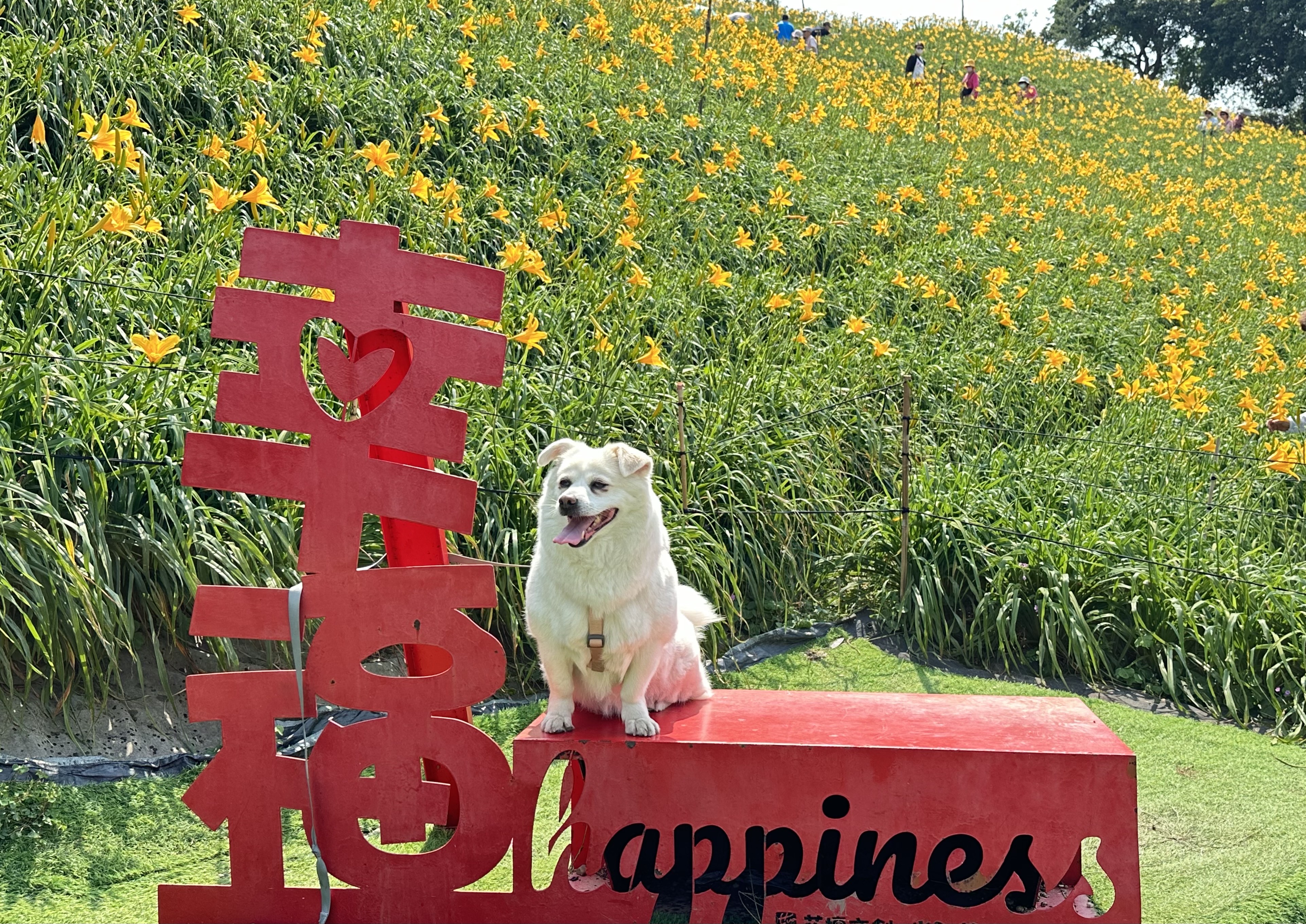 花坛乡虎山岩金针花季展开，民众带著爱犬来赏花，拍下可爱的照片。图／民众提供