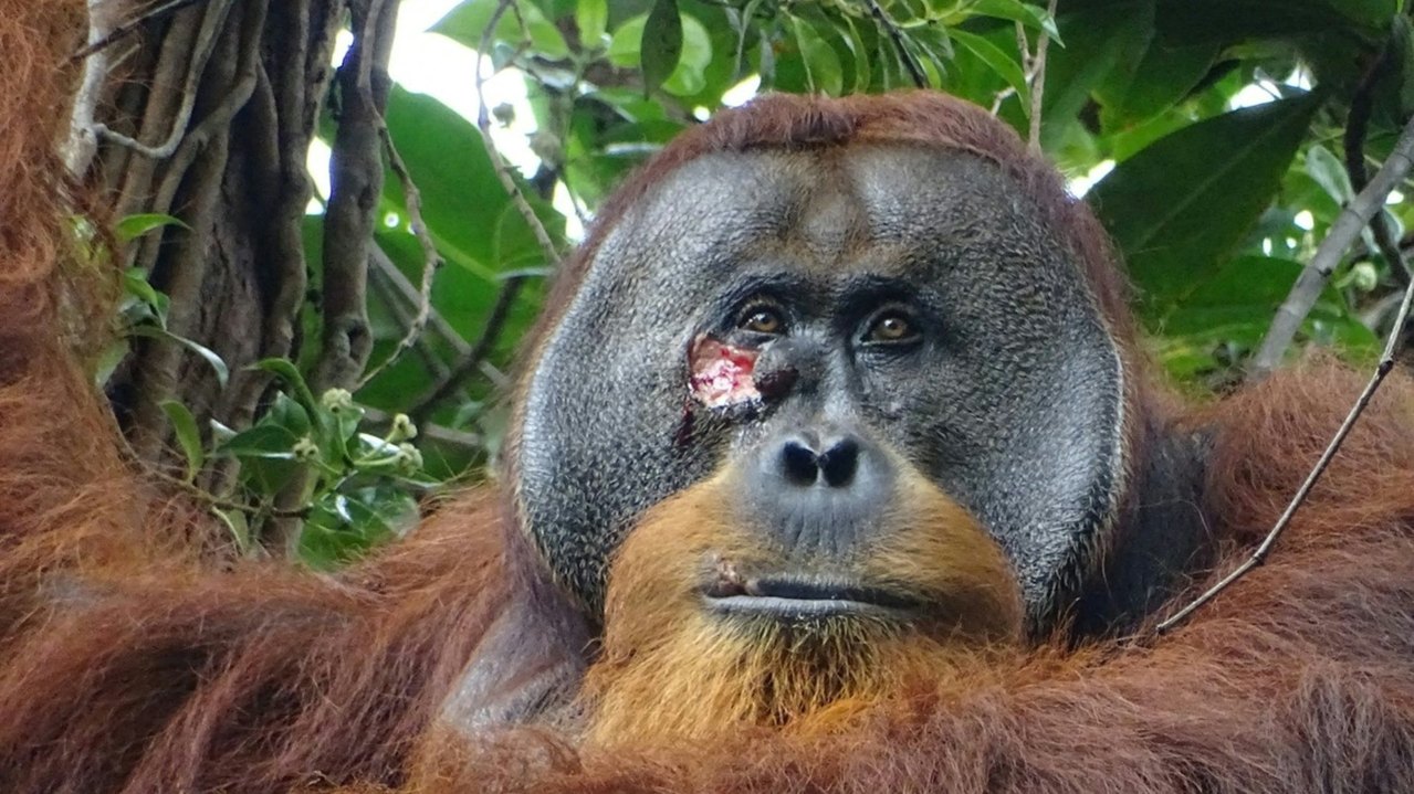 2022年8月25日在印尼，一只名叫Rakus 的雄性苏门答腊猩猩在使用药用植物进行自我治疗后，右眼下方的脸部伤口几乎已痊愈。（Reuters）