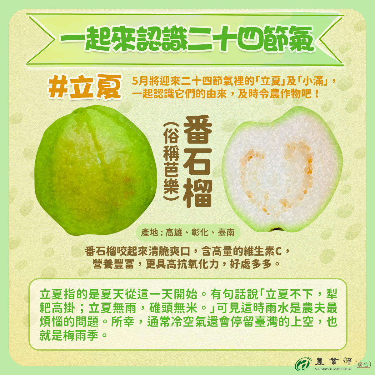 农业部说明，台湾的番石榴一年四季都有生产，主要产地在高雄、彰化、台南等县市。图／农业部提供