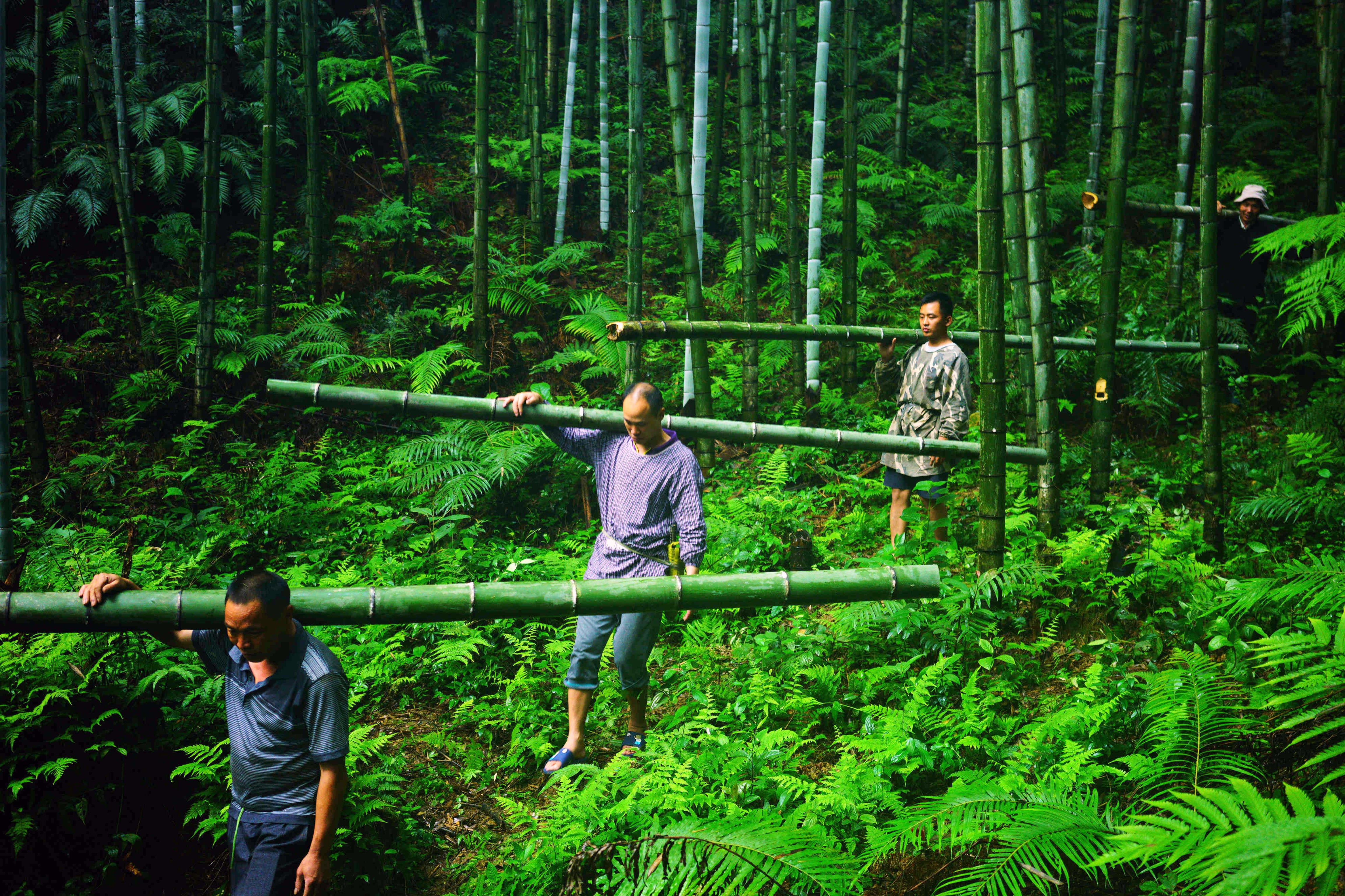 「以竹代塑」目前主要挑战在于，从竹子的采收到竹制品的加工、制作仍高度仰赖人力。新华社